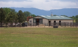 Spotted Saddle Horse Rocky Mountain Kentucky