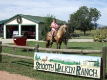 Tennessee Walker Missouri Fox Trotter