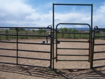 Spotted Saddle Horse Rocky Mountain