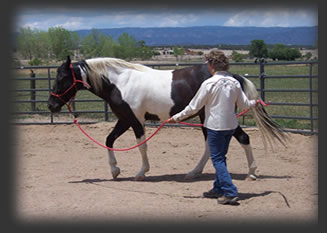 Tennessee Walker Missouri Fox Trotter